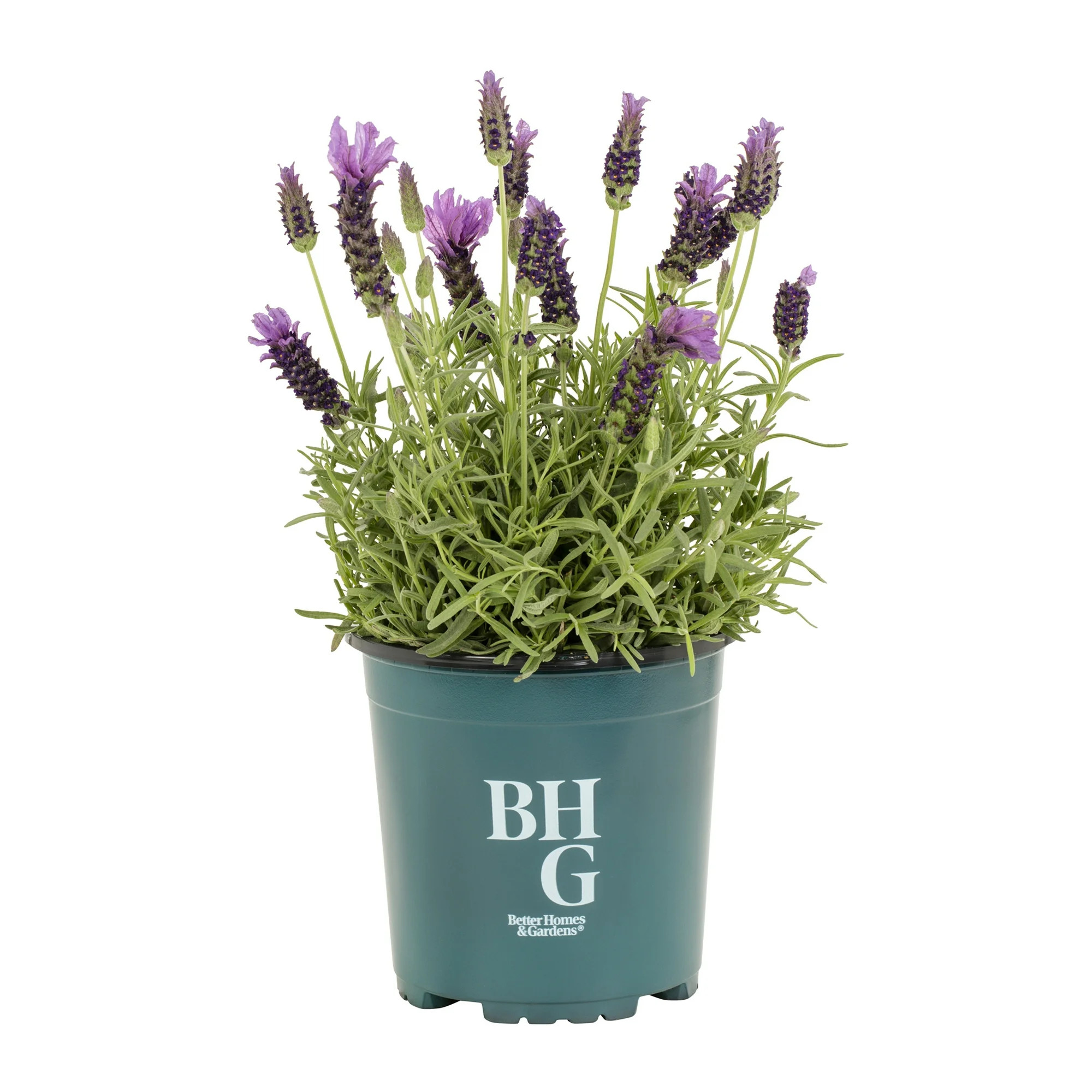 Better Homes & Gardens 1.5PT Spanish Lavender Live Perennial Plant Sun 5-Pack | Walmart (US)