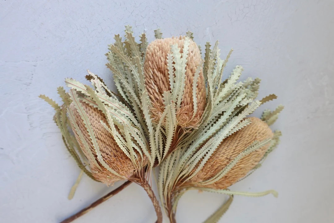 Banksia Bush, Dried Flowers, Banksia Preserved, Dried Banksia, Dried Banksia Flowers, Protea Flow... | Etsy (US)