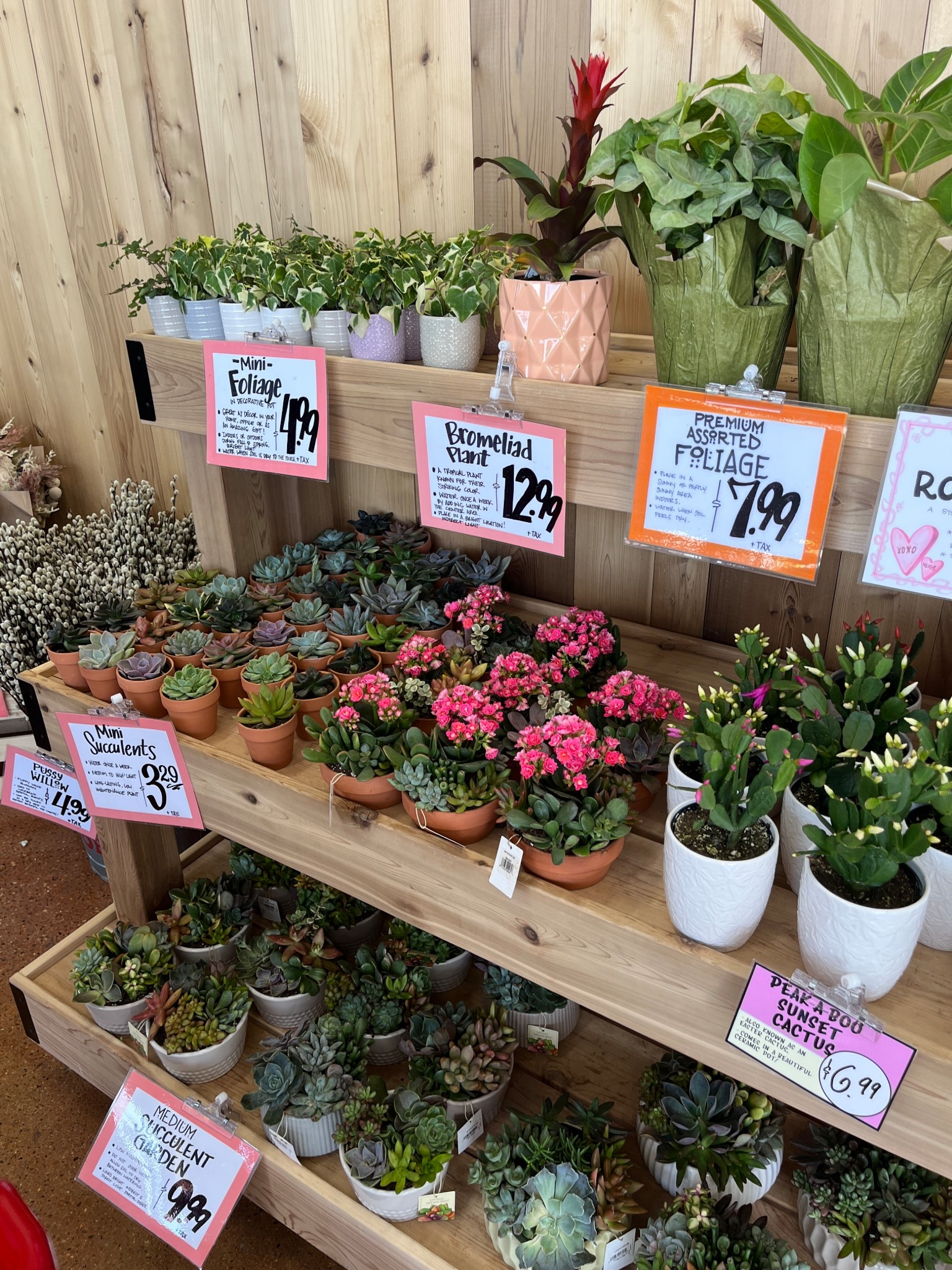 can we talk about how Trader Joe’s has the cutest plant selection??

#LTKSeasonal #LTKFindsUnder50