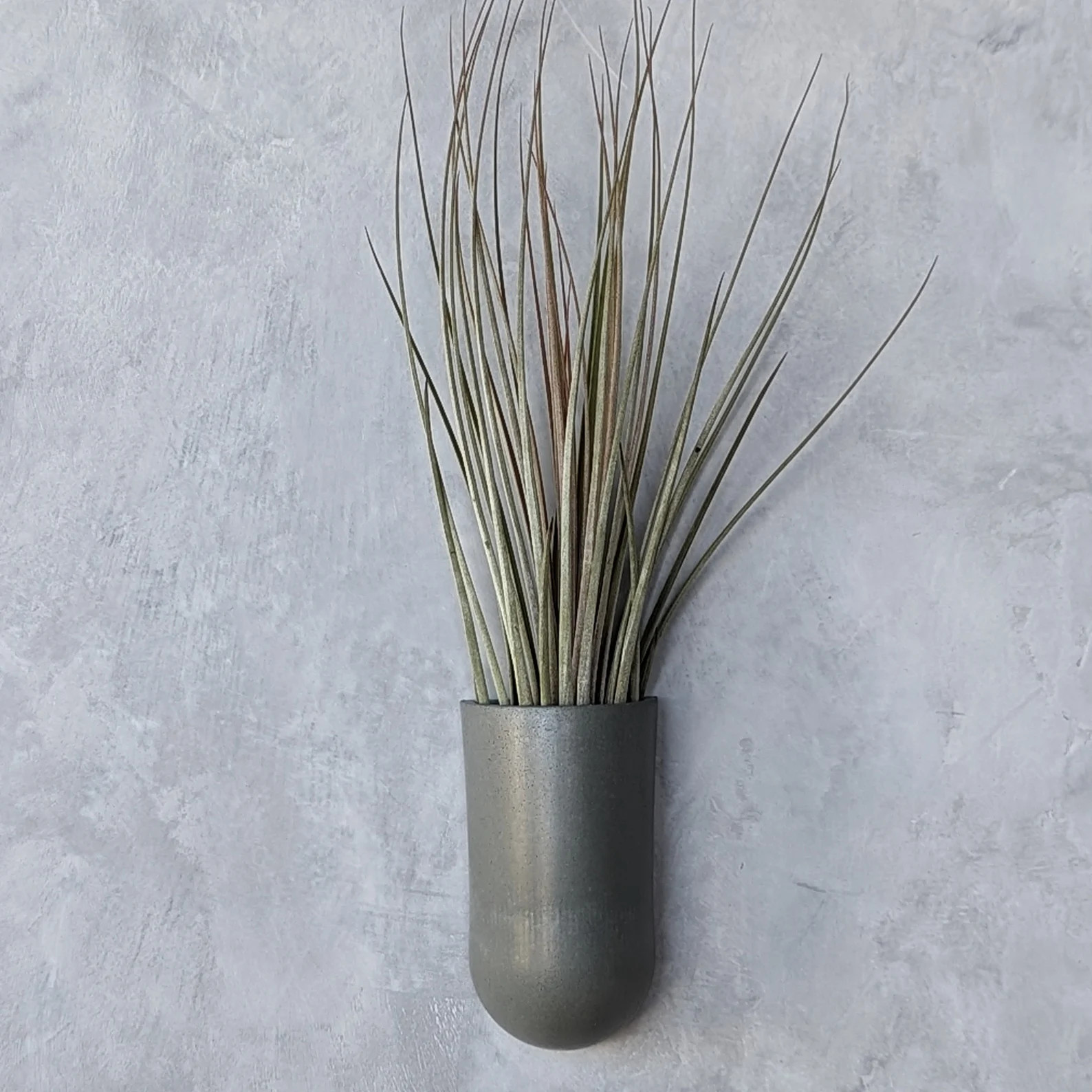 Concrete Wall Mounted Air Plant Holder - Etsy | Etsy (US)