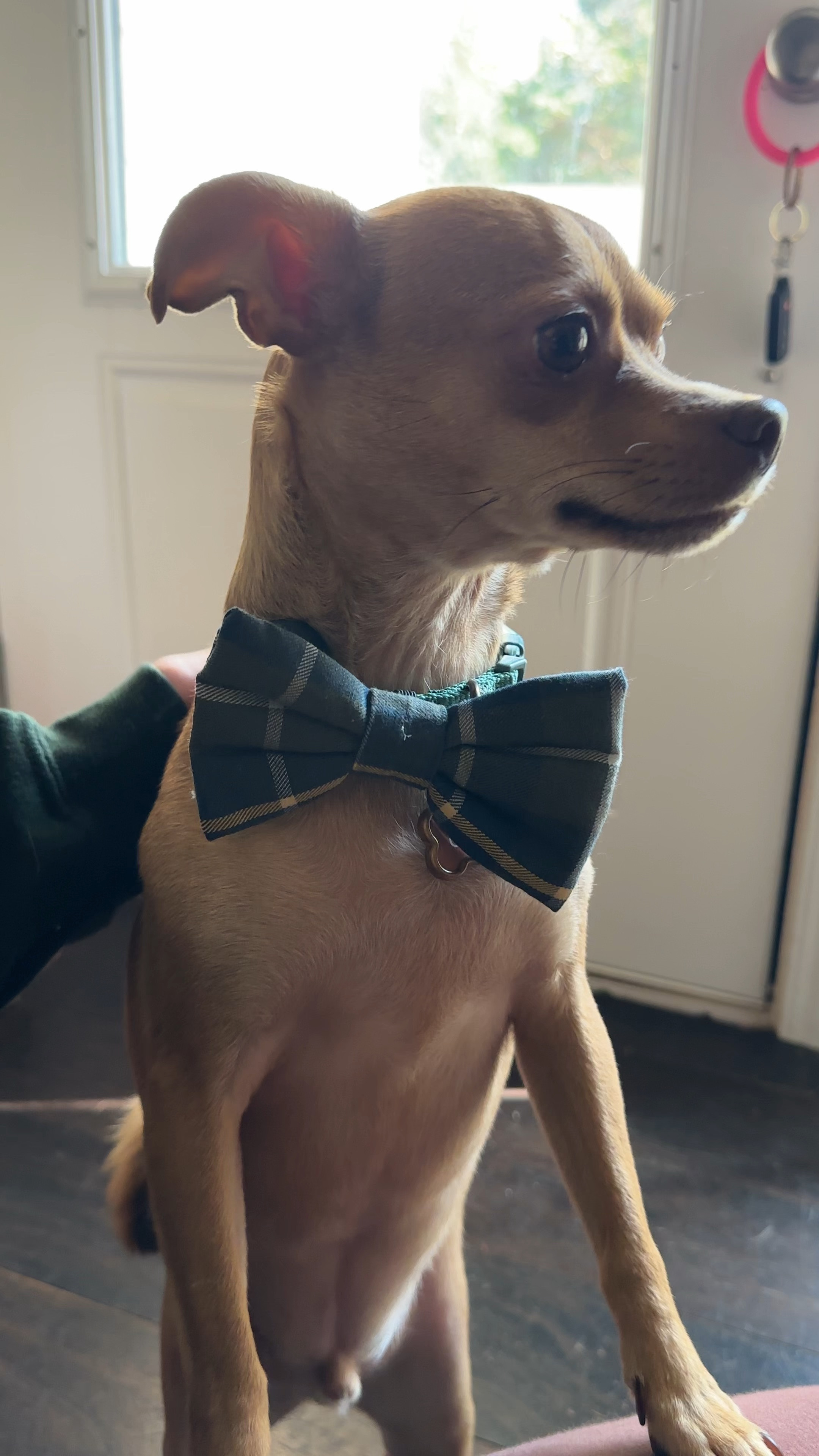 Baby’s new bow 

Dog clothes | bow tie | dog bow 

#LTKVideo #LTKFindsUnder50 #LTKFamily