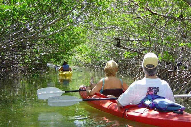 Key West Mangrove Kayak Eco Tour | Viator