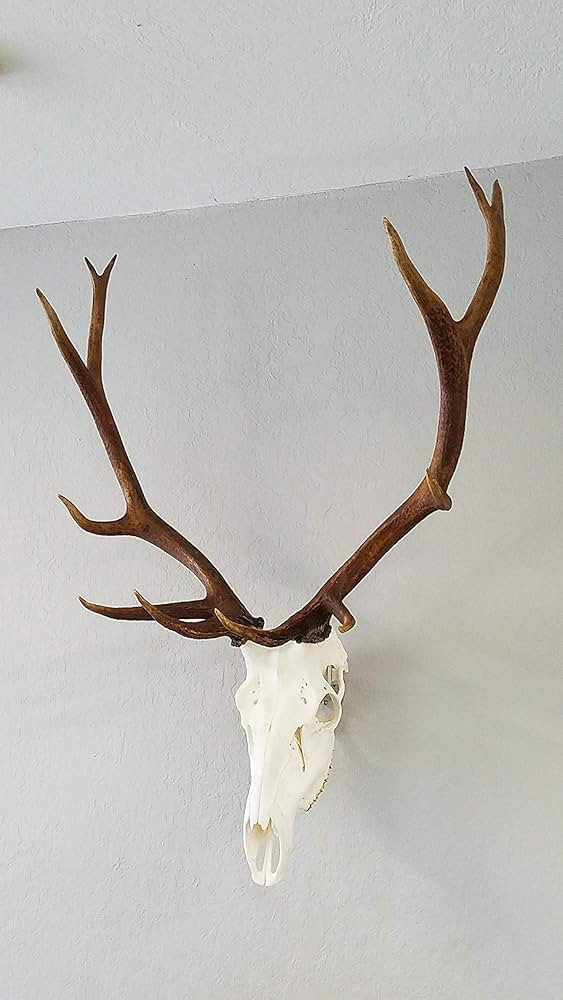 Top Rack European ELK: Raging Bull European Elk Mount, Trophy Skull Mount, Wall Hanger | Amazon (US)