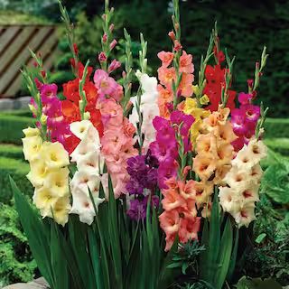 VAN ZYVERDEN Gladiolus Large Flowering Rainbow Mixed Bulbs (Set of 25)-11260 - The Home Depot | The Home Depot