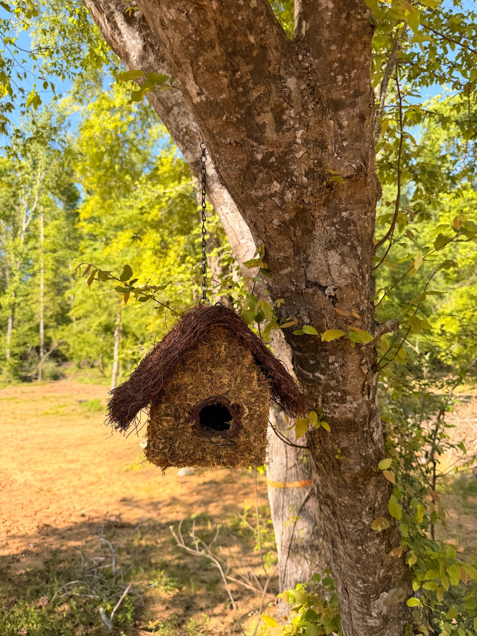 The cutest moss birdhouse from Lowe’s!!! Bird house birds trees
Outdoor 
Outdoor decor 

#LTKHome #LTKActive #LTKmorningroutine