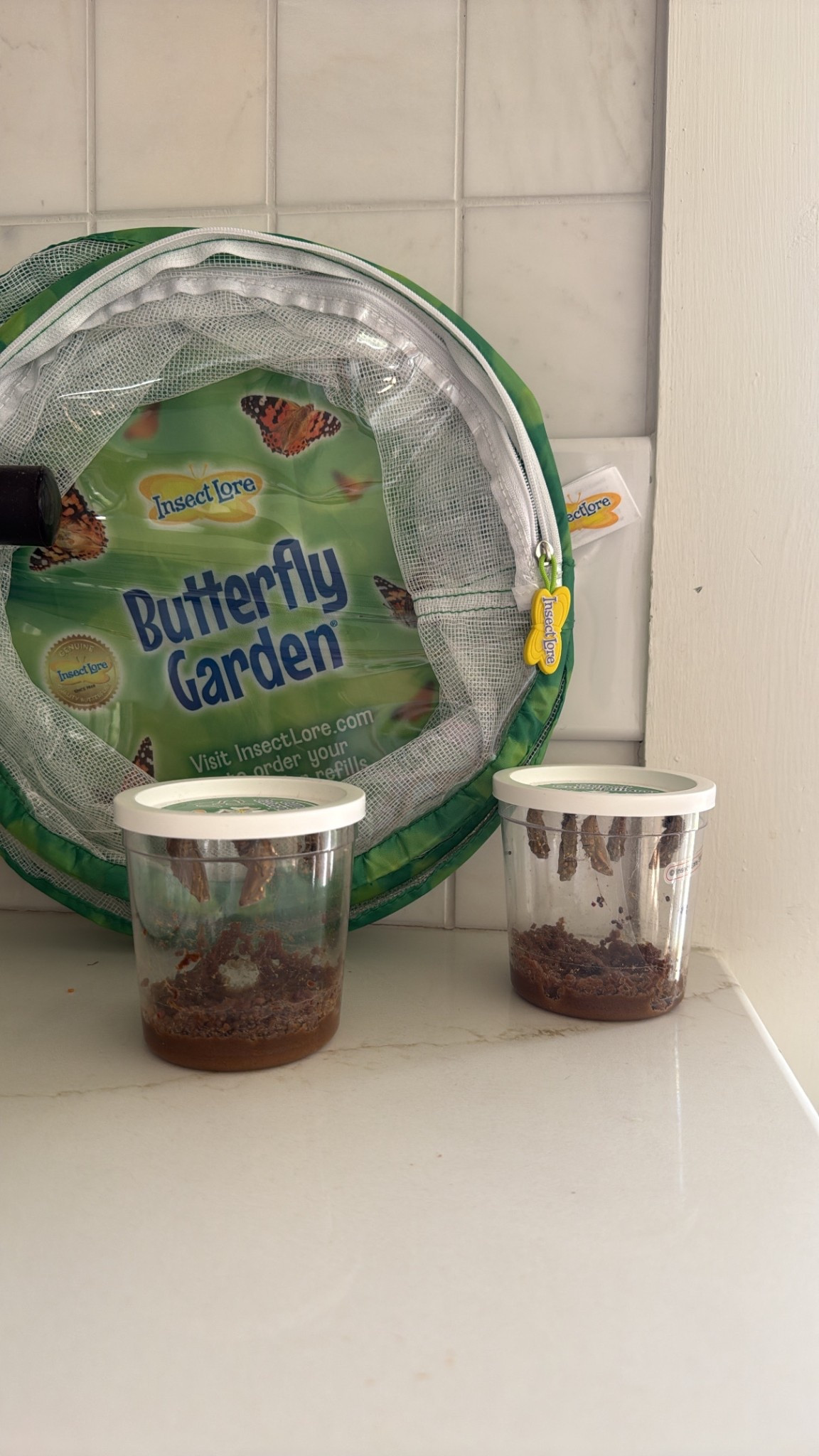 Butterfly garden! 
Such a fun and teachable moment for the kids 🦋🐛

#LTKFamily #LTKKids #LTKSeasonal