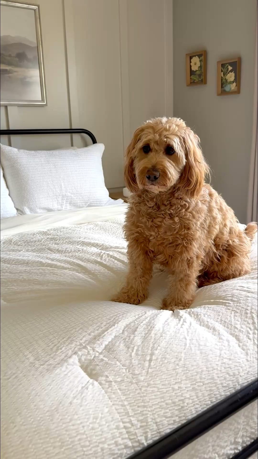 Stay cool and sleep better with the Bedsure SleepEase Cooling Comforter Set. ❄️
Designed for hot sleepers, this 3-piece queen set features Double-Sided Cool Tech and a breathable white seersucker texture. It’s the ultimate lightweight bedding to help you survive summer nights without the night sweats.
✨ The Details:
• Double-Sided Cool Tech for instant heat relief.
• Ultra-Breathable seersucker fabric.
• 3-Piece Set: Includes 1 comforter + 2 matching pillowcases.
💰 SAVE 30% NOW
Upgrade your sleep sanctuary for less!
🎟️ Code: TAMDEL26