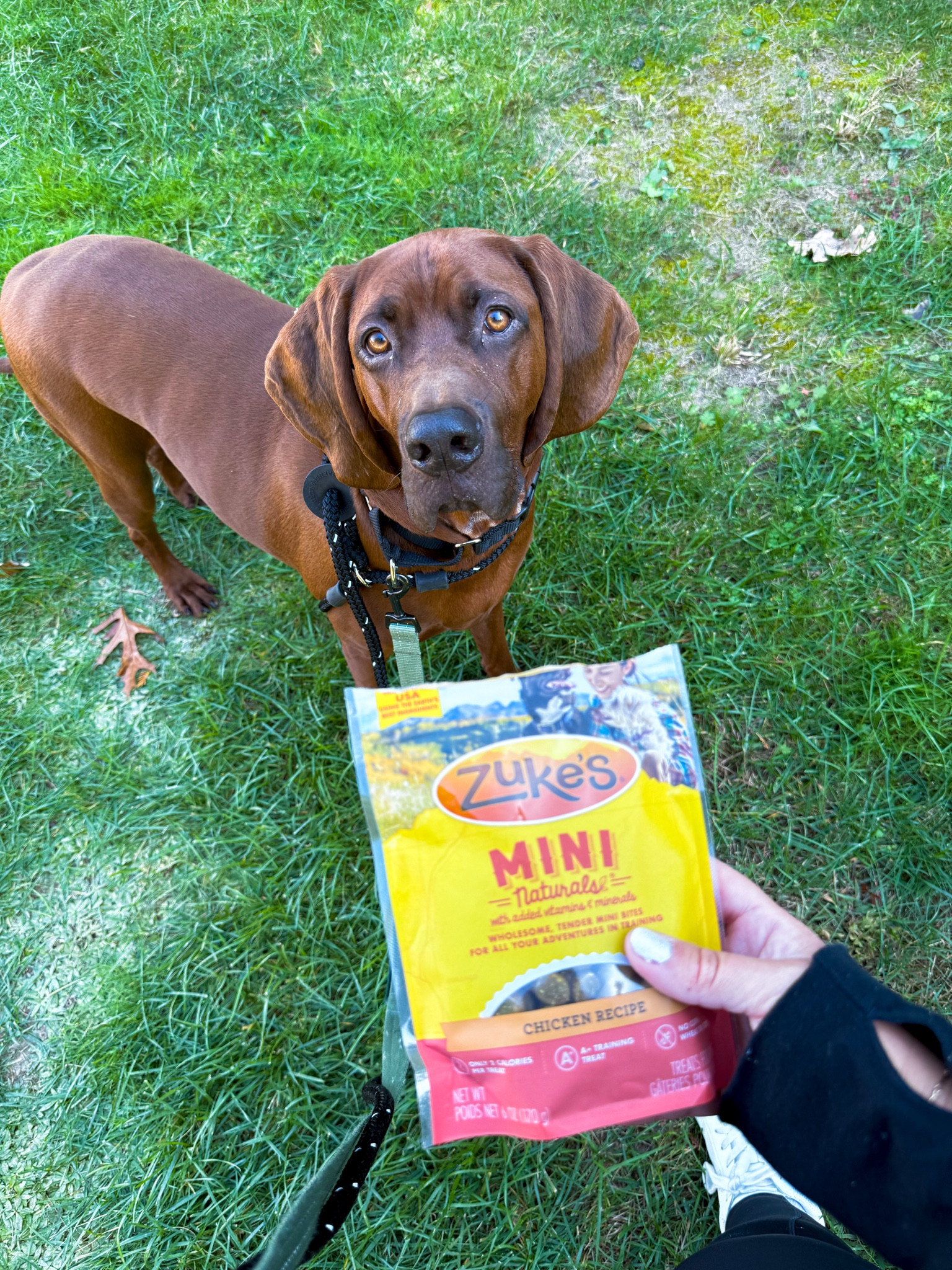 #ad | My new puppy Duke loves @ZukesPets dog treats while we start training for new skills. They are well balanced treats made from real ingredients right here in the USA. And now they are easy to grab since you can find them at @Target. Shop in stores or in the app!

#TargetPartner #ZukesPack #PurinaTreatsPartner
#ChooseYourAdventure #LetsGoZukes #Target

#LTKPets


#LTKFamily #LTKHome