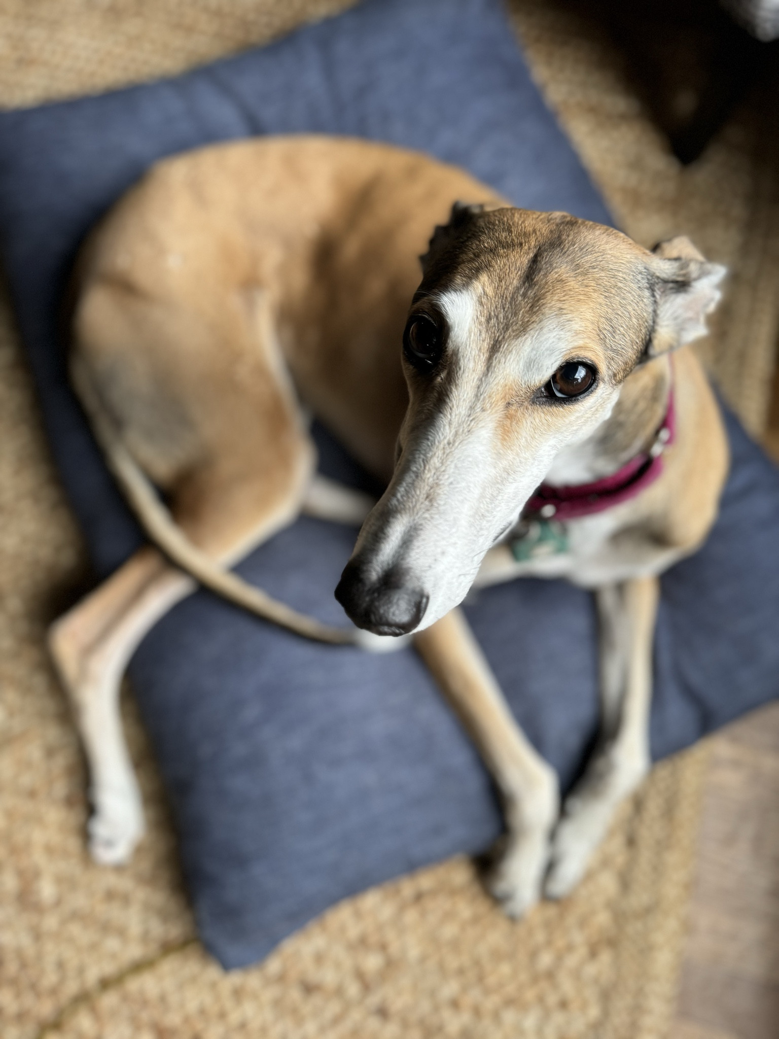 I get asked about Margaux and Elsie’s collars almost every time I share a photo of them. They’re velvet and both came from a small maker on Etsy! Margaux has a fuchsia colored collar, while Elsie’s is a rose color.  #LTKpets 