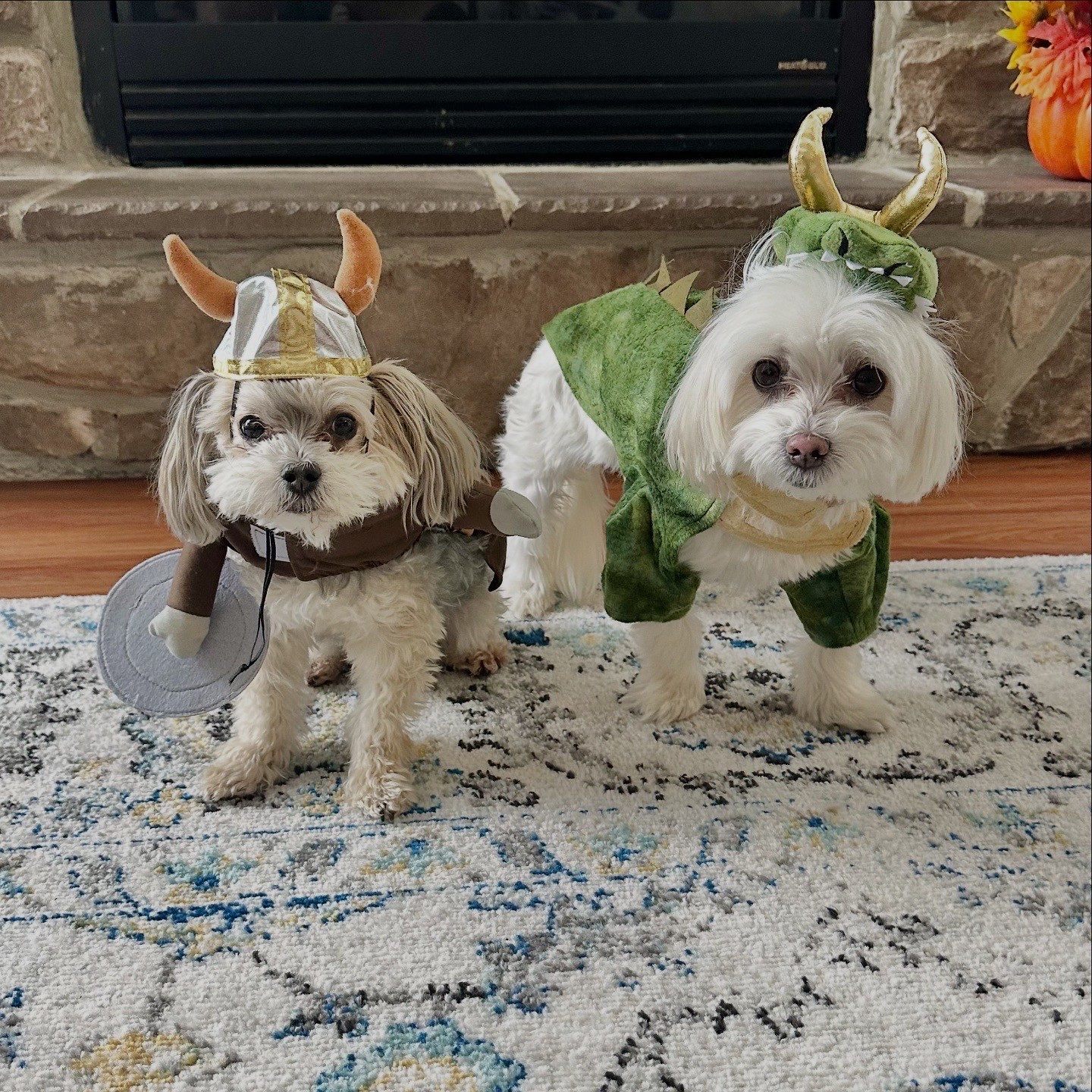 A Tale of the Fearless Viking & the Fiery Dragon 🏰⚔️🐉

#LTKPets #LTKHalloween #LTKSeasonal