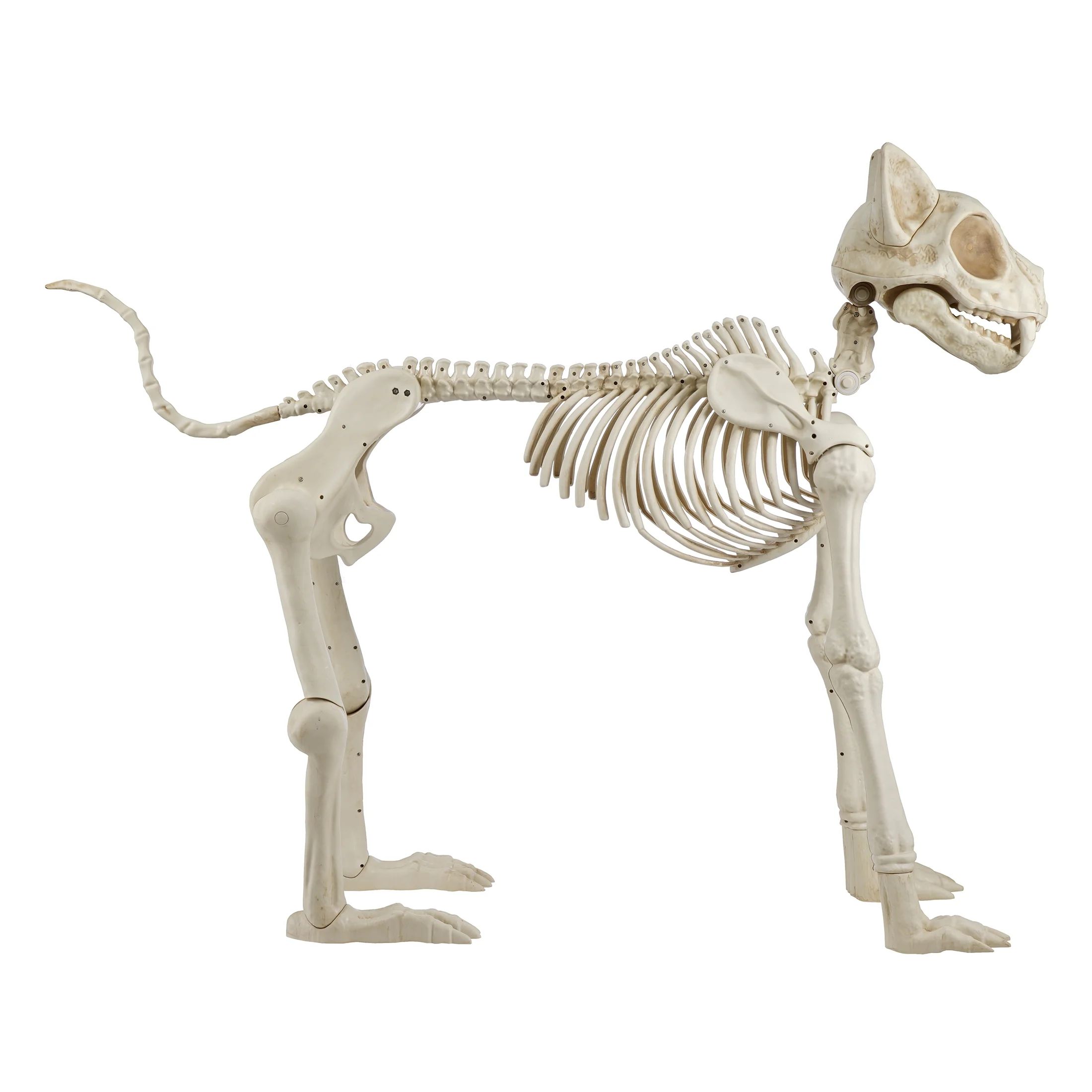 60 Inch White Skeleton Cat, Halloween Decoration, by Way to Celebrate | Walmart (US)