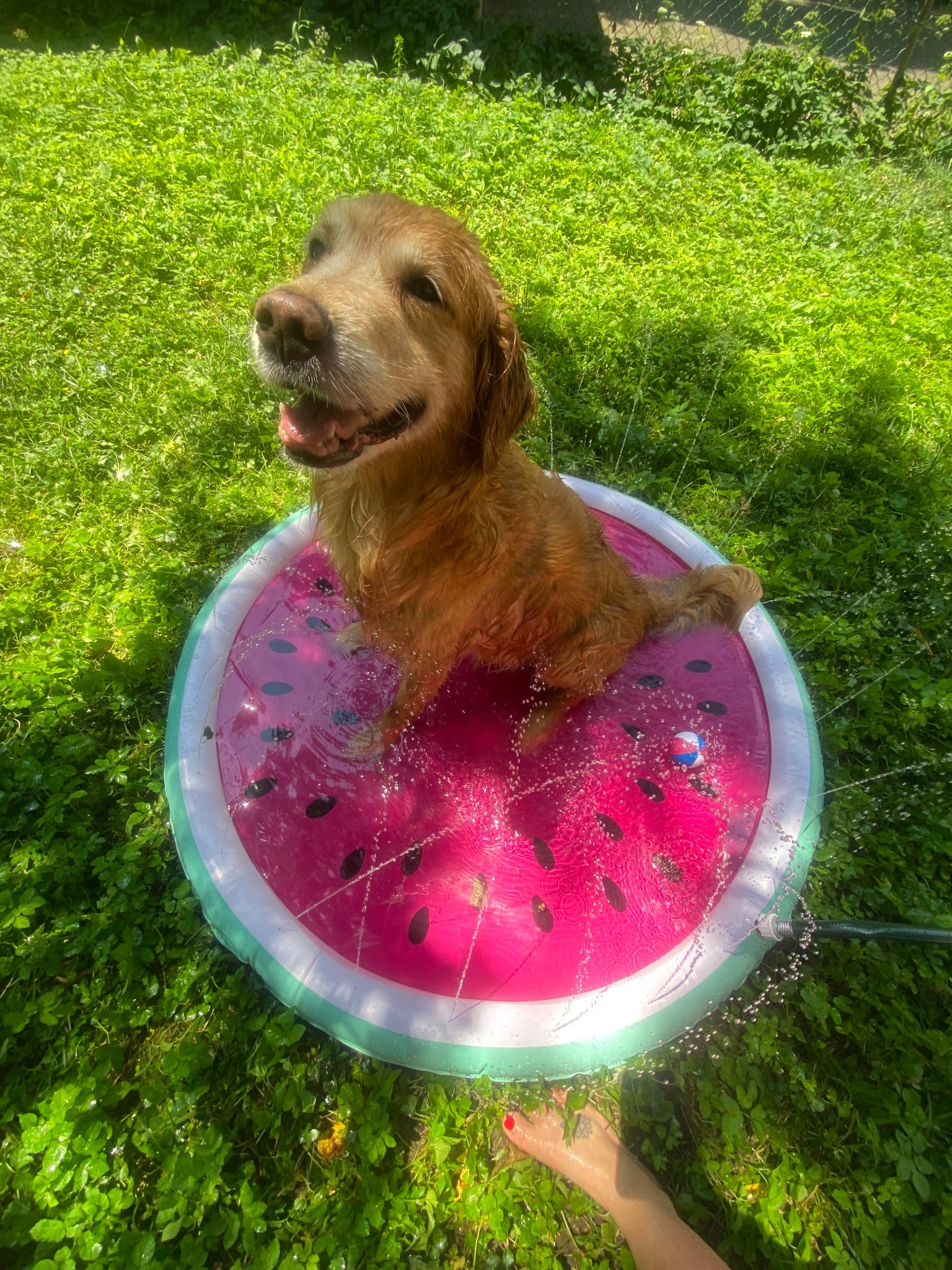 Dog splash pad! Love the fun watermelon design, on sale. 

#LTKPets #LTKSwim #LTKSaleAlert