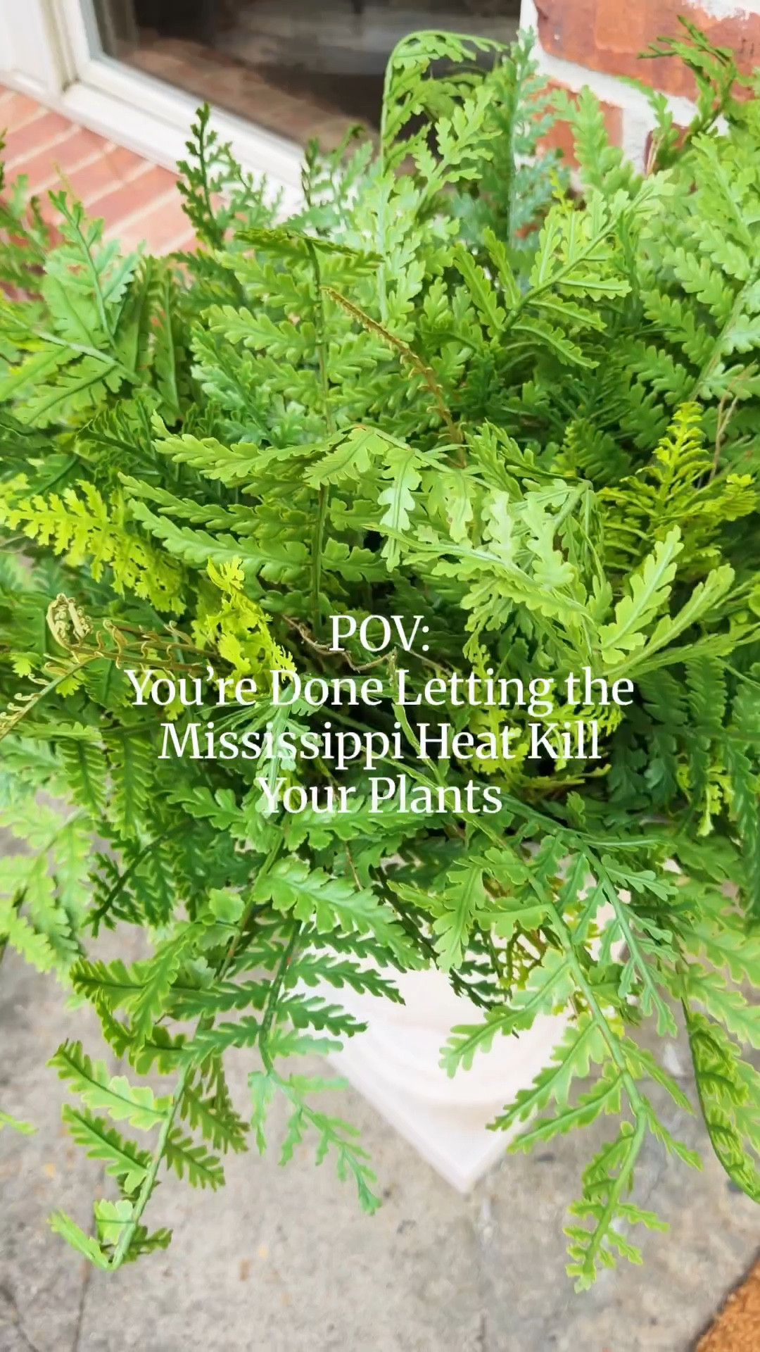 You’re done letting the heat kill your plants 🌿

After losing one too many real plants, I decided to switch to these beautiful faux Boston ferns for my patio — and they look so real. 

They’re full, vibrant, and the perfect shade of green, adding instant life to the space without the upkeep.

The best part?
✨ No watering
✨ No worrying about heat or sun
✨ Beautiful greenery all season long

Such an easy way to add that lush patio look without the maintenance. Linking these ferns and a few other favorite faux greenery options here.

#ltkhome #patiodecor #outdoorliving #fauxplants #amazonhomefinds #homestyle

#LTKmomlife #LTKHome #LTKvlog