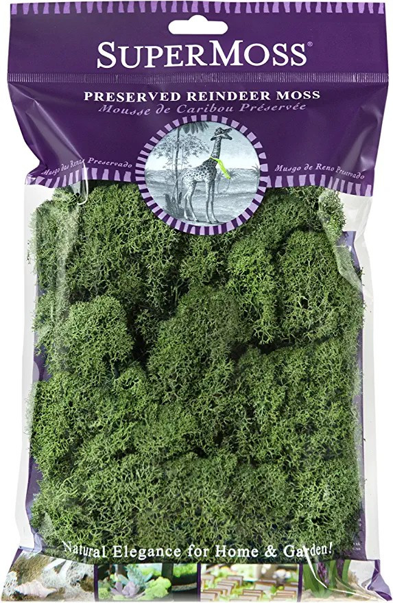 SuperMoss (23080) Reindeer Moss Preserved, Basil, 2 Ounces | Amazon (US)