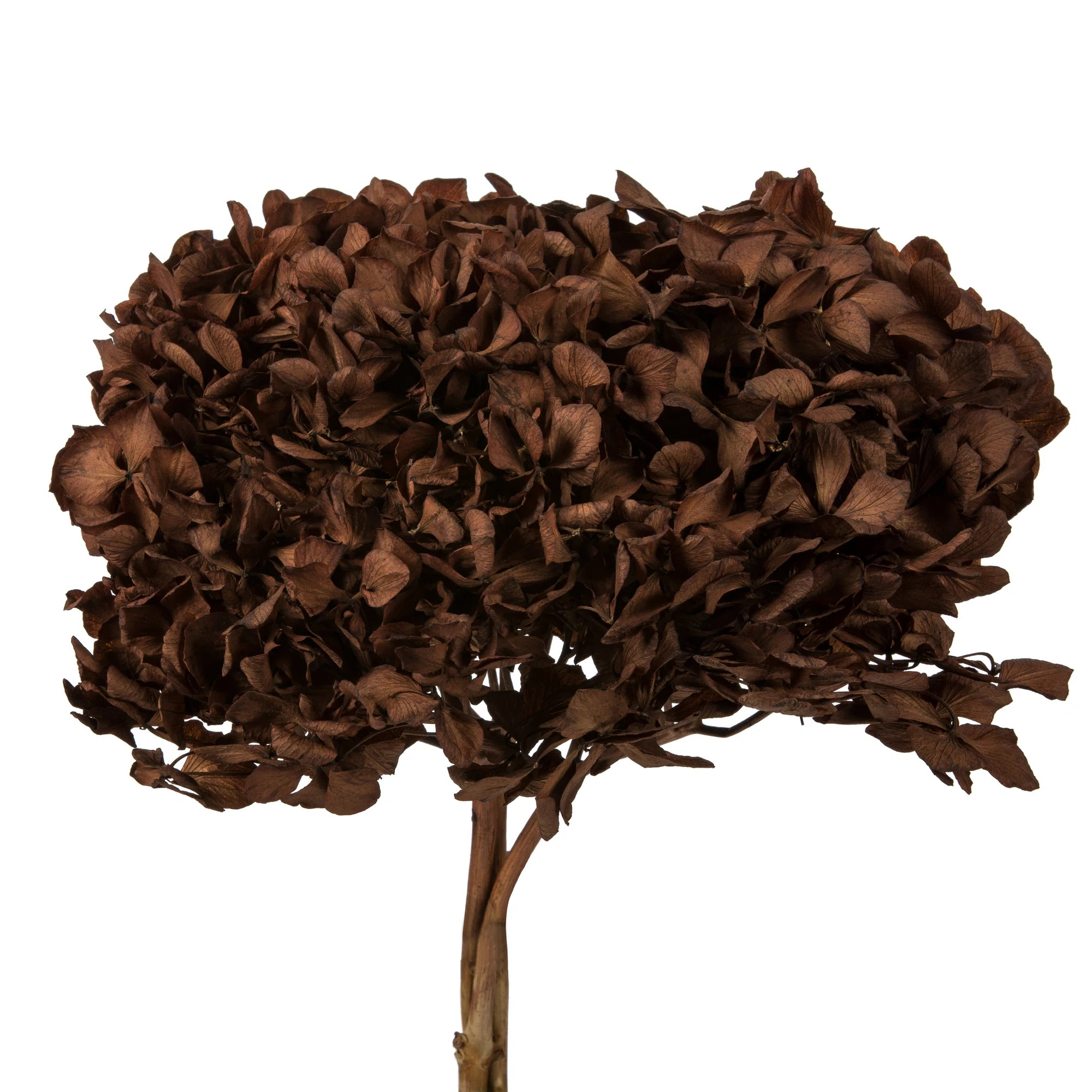 Primrue Natural Botanicals 15" Hydrangea with Multiple Branch Segments, Preserved & Reviews | Way... | Wayfair North America