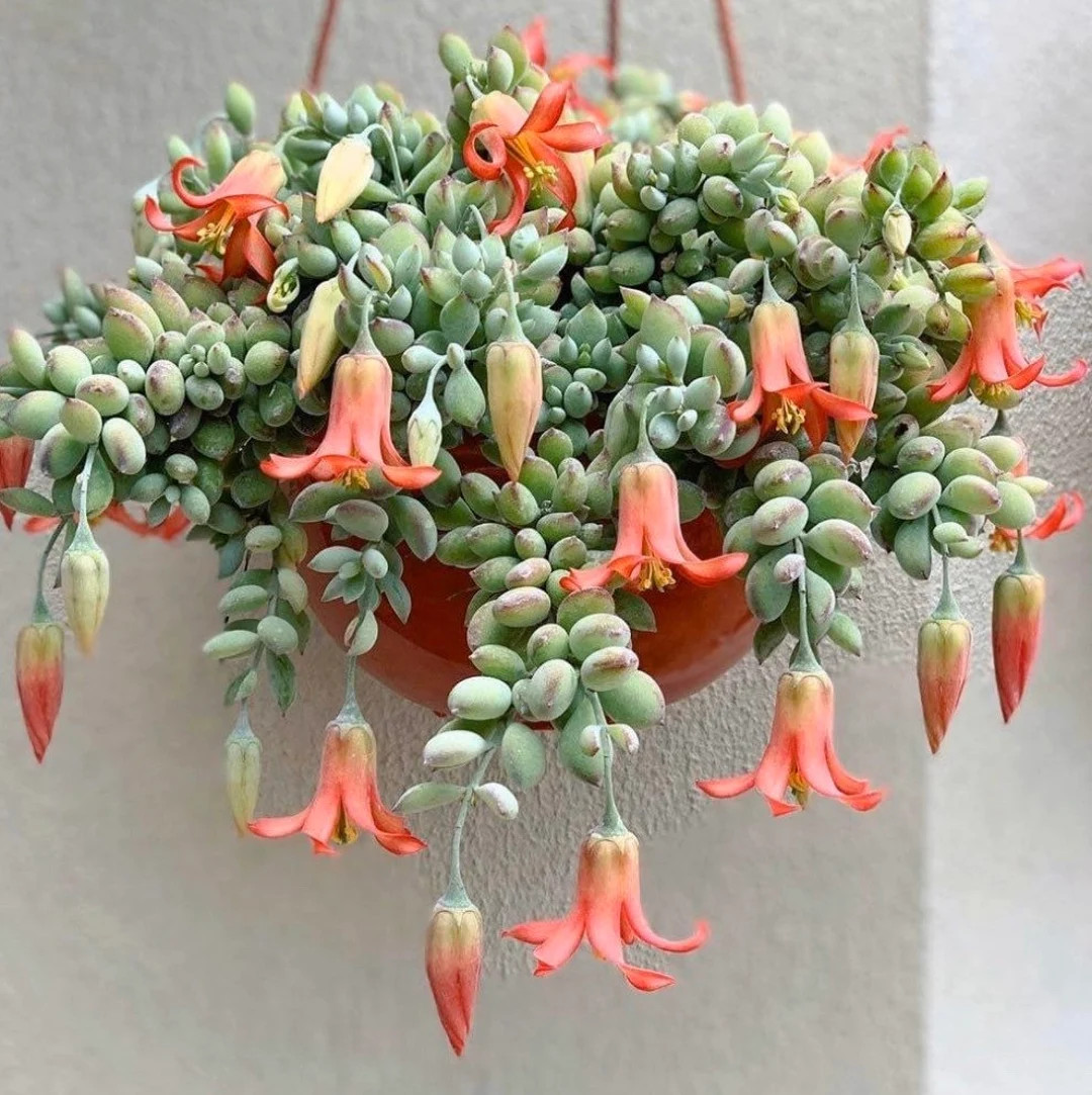 Cotyledon Pendens Cliff Hanger Rare Available in  2", 4", 6", 8" pot and cuttings | Etsy (US)