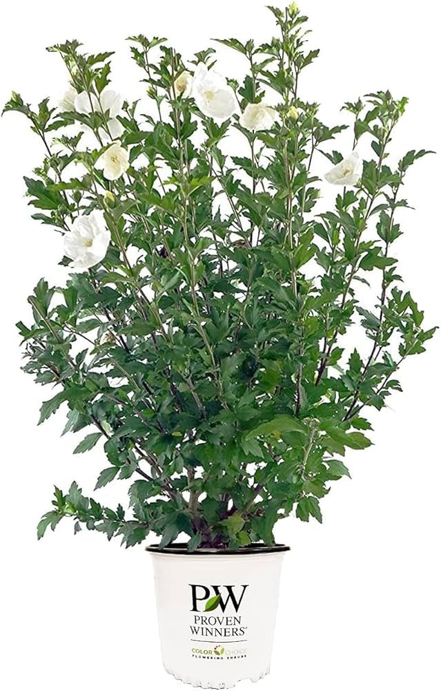 Proven Winners - Hibiscus syriacus White Chiffon (Rose of Sharon) Shrub, White Flowers, 3 - Size ... | Amazon (US)