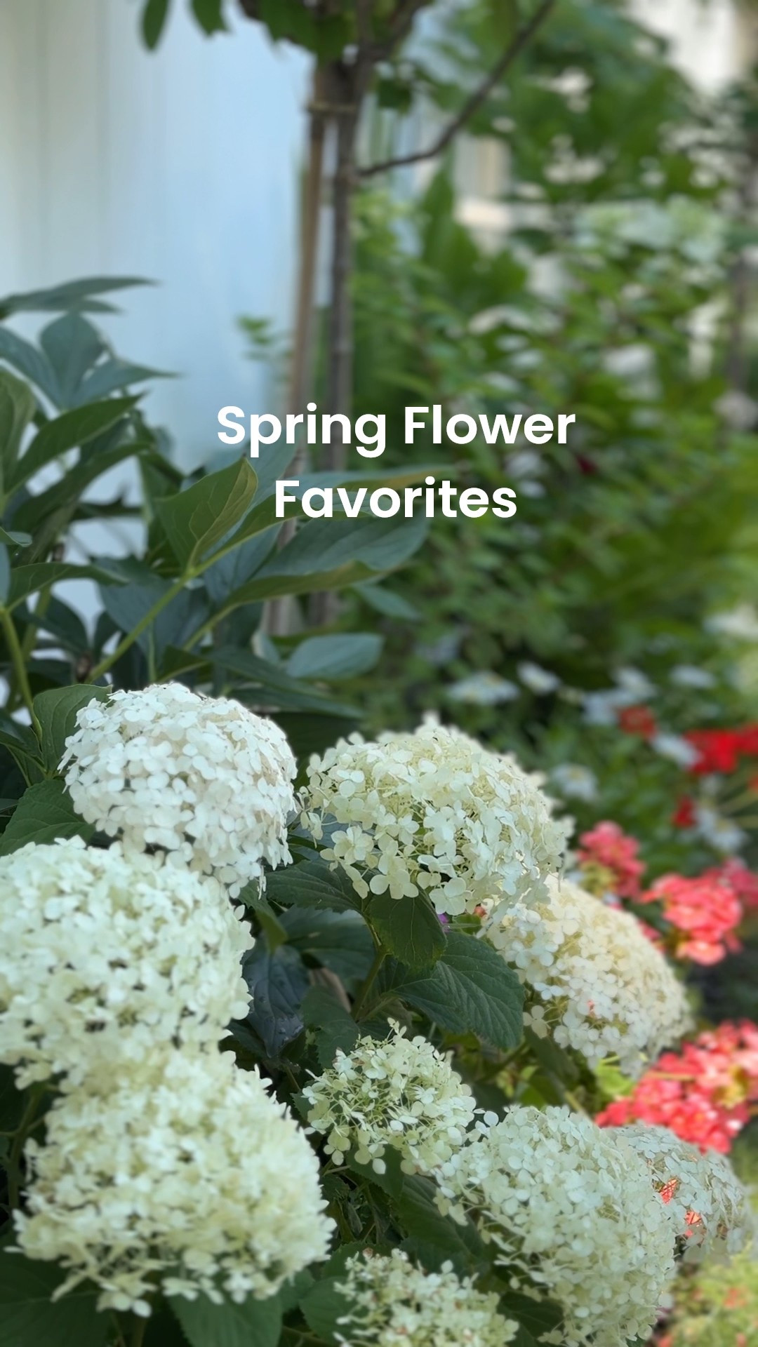 Spring flower favorites in my garden

#LTKSeasonal #LTKFamily #LTKHome