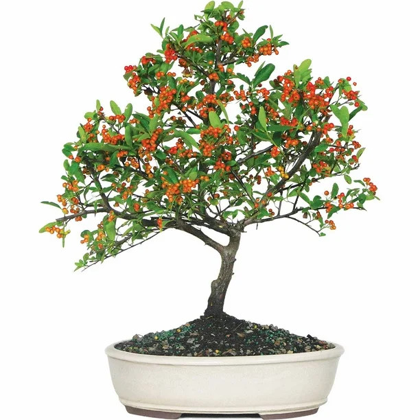 Brussel's Dwarf Pyracantha Bonsai - Medium - (Outdoor) | Walmart (US)
