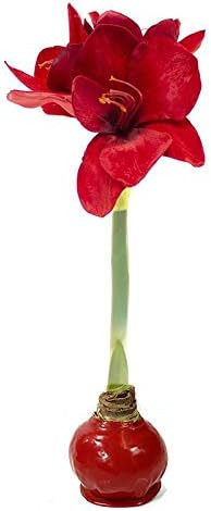 Red Waxed Base Amaryllis Bulbs, (1, Red) - Red Bloom Color | Amazon (US)