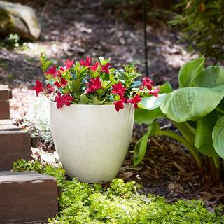 Southern Patio Medium 13 in. x 12 in. 20 Qt. Bone High-Density Resin Egg Indoor/Outdoor Planter H... | The Home Depot