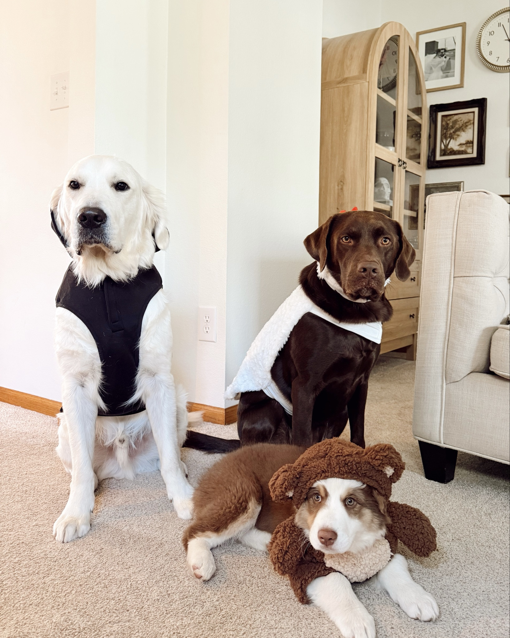 Dog Halloween costumes!  Grab them on sale after the holiday for next year! 👻🎃

#dogcostume #halloween

#LTKSeasonal #LTKHoliday #LTKPets