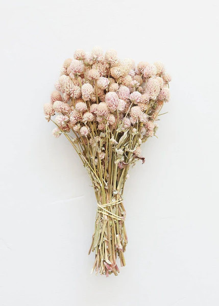 Air Dried Globe Amaranth in Light Pink | Afloral (US)
