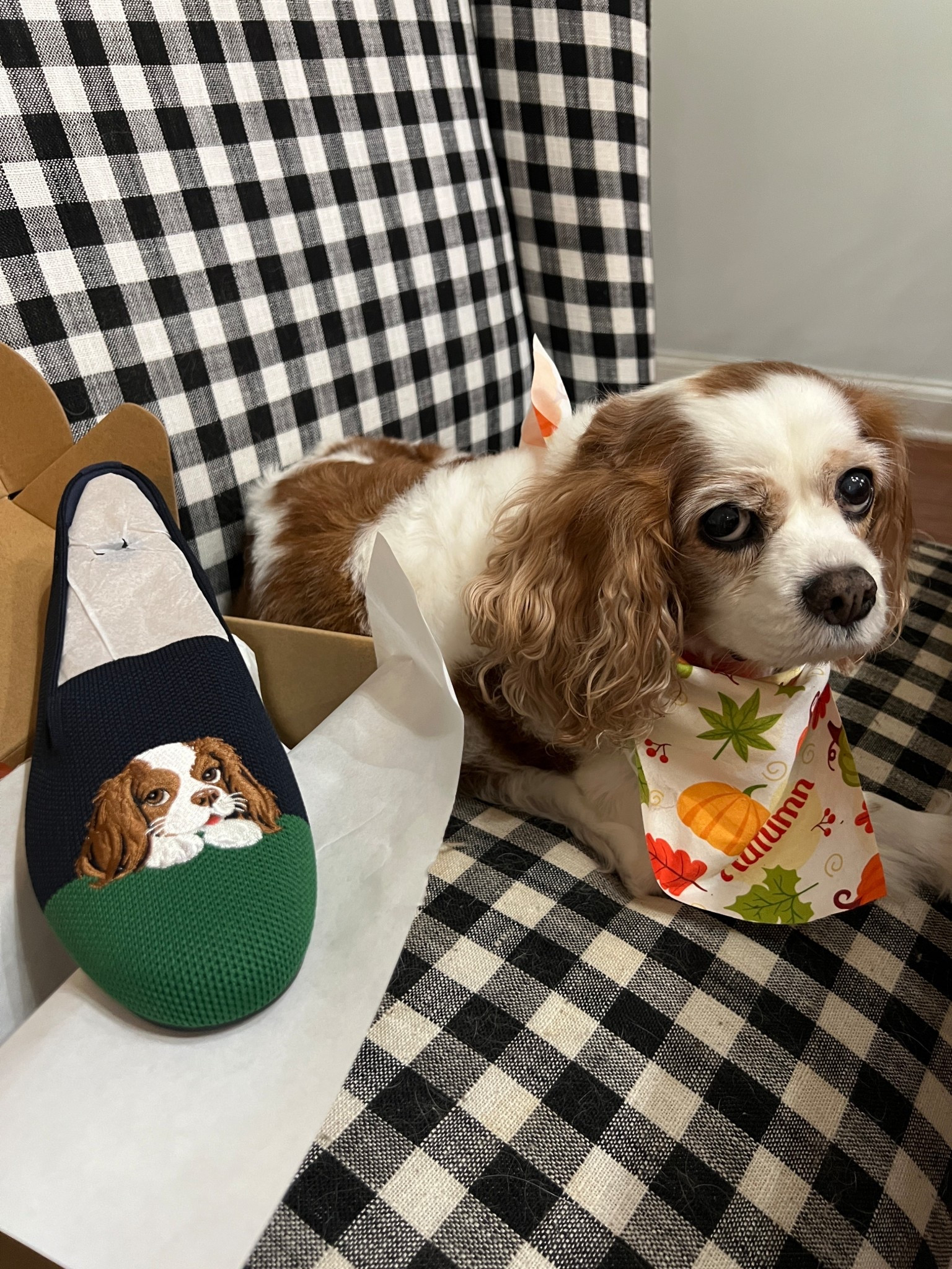 Code: marada10 gets you 10% off

Cavalier King Charles Spaniell

#LTKPets #LTKShoeCrush #LTKStyleTip