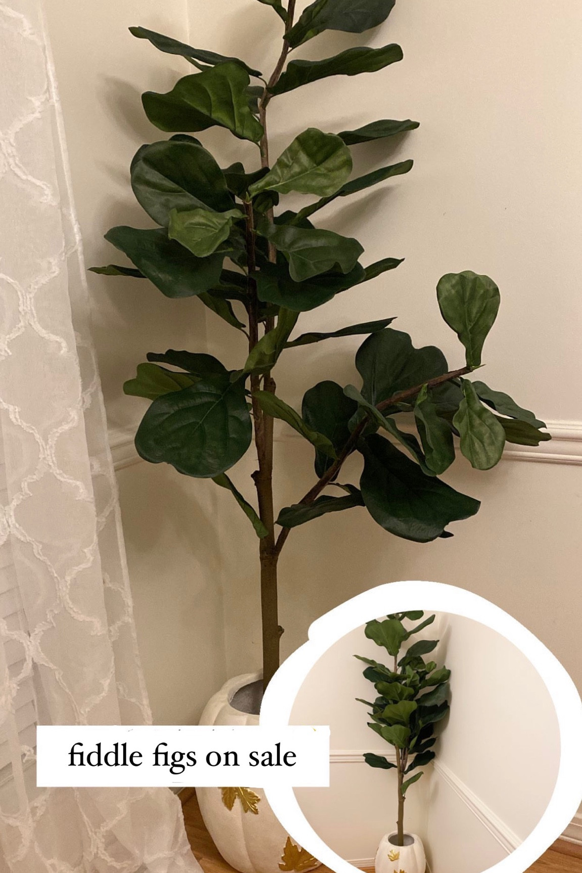 Fiddle figs on a huge sale!

#LTKunder100 #LTKsalealert #LTKunder50