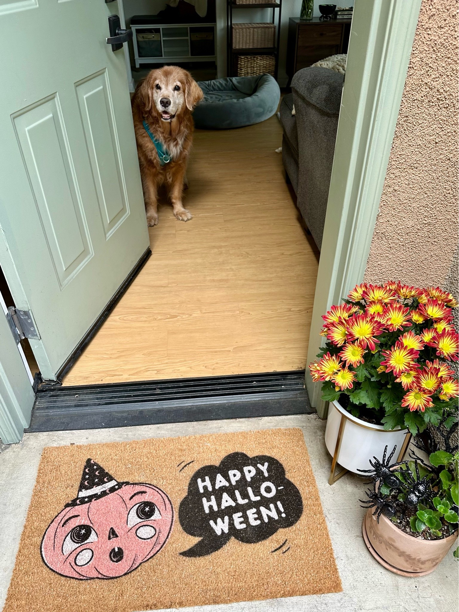 #LTKSeasonal #LTKHome #LTKSaleAlert