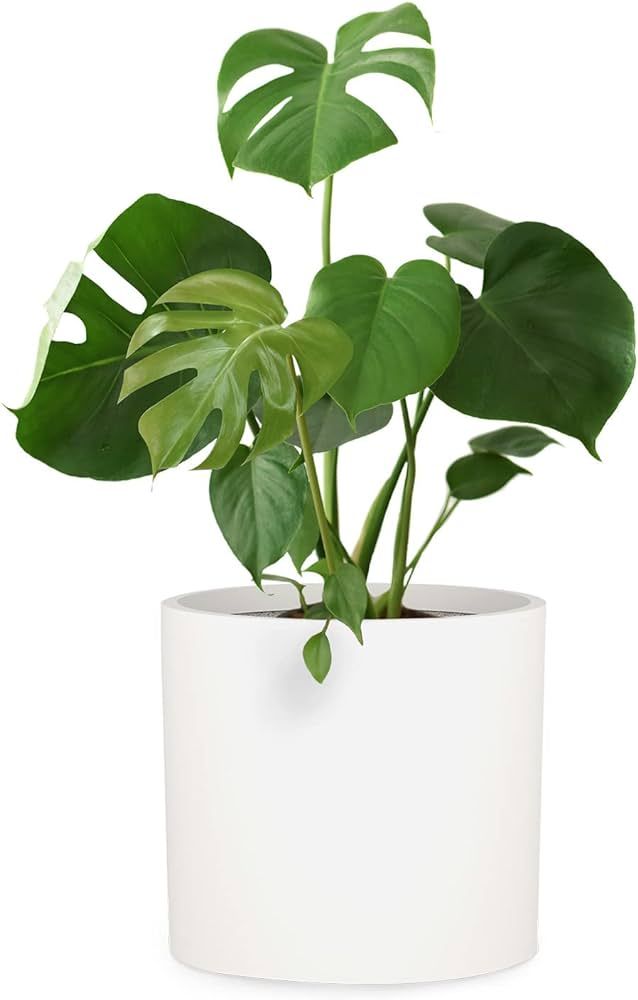 Fox & Fern Large Plant Pot, Plant Pots Indoor, White Planters for Indoor Plants, 15 Inch Pots for... | Amazon (US)