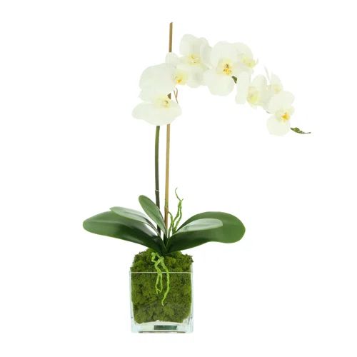 Phalaenopsis In Glass Vase With Moss & Rock | Wayfair North America