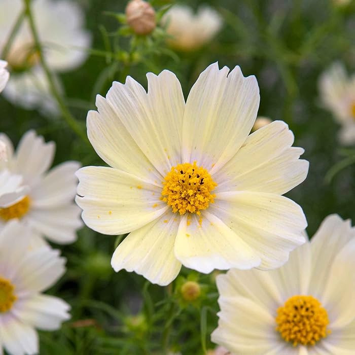 Eden Brothers Cosmos Seeds - Lemonade | Amazon (US)
