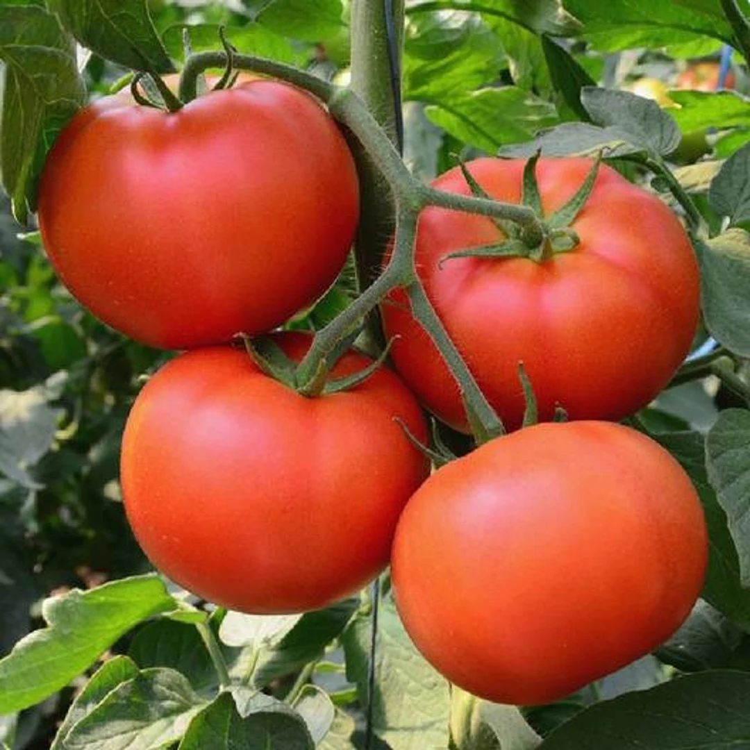 Homestead Tomato Seeds | Heirloom | Organic | Bulk | Wholesale | Etsy (US)