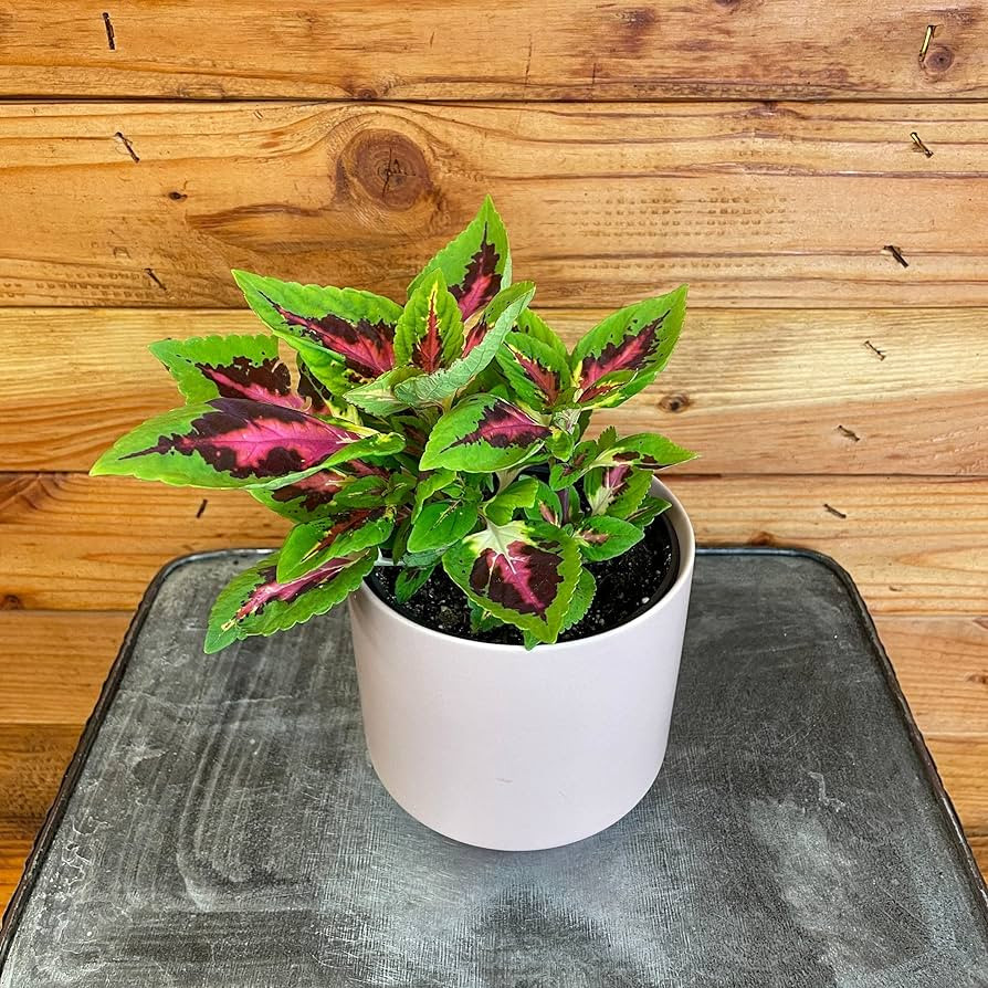 Coleus French Quarter, 4.5" Plant | Amazon (US)