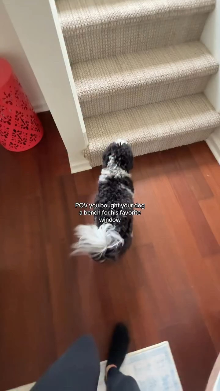 Now he can survey the mailboxes properly. POV you buy your dog a window bench. 

Shop this bench all my furniture on my @shop.ltk 

#dogmom #homerenovation #shihtzus #furniture #windowbench