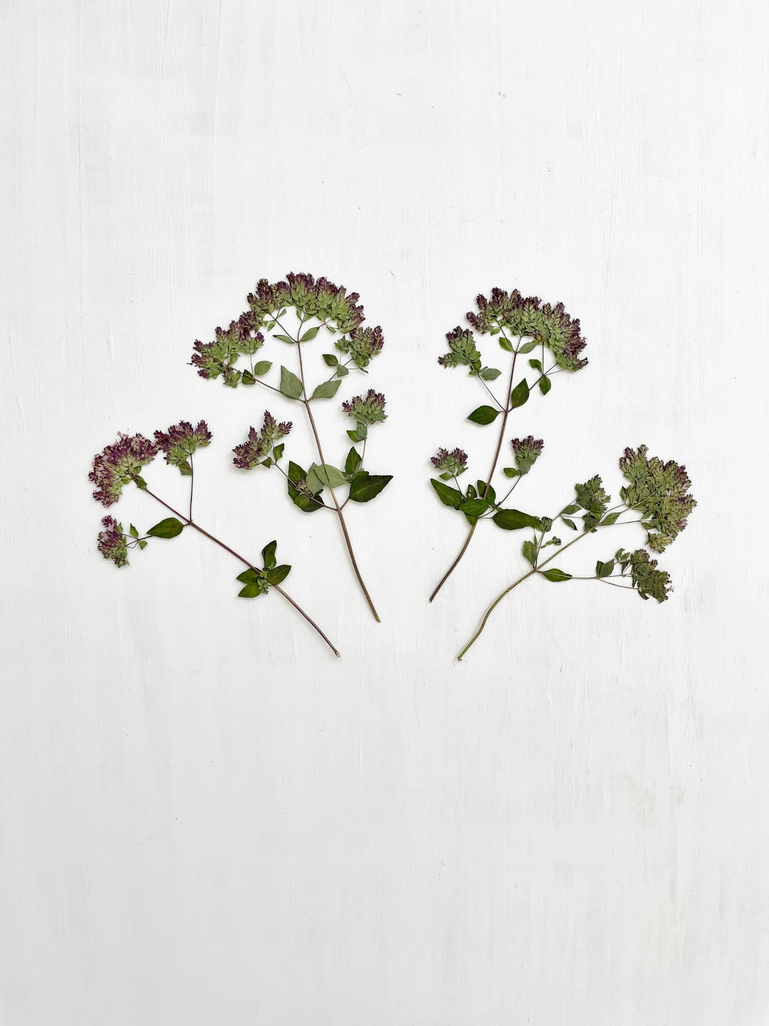 Pressed Oregano Flowers 4 Real Green and Purple Flowers on Stem Crafts, Resin, Jewelry, Wedding, ... | Etsy (US)