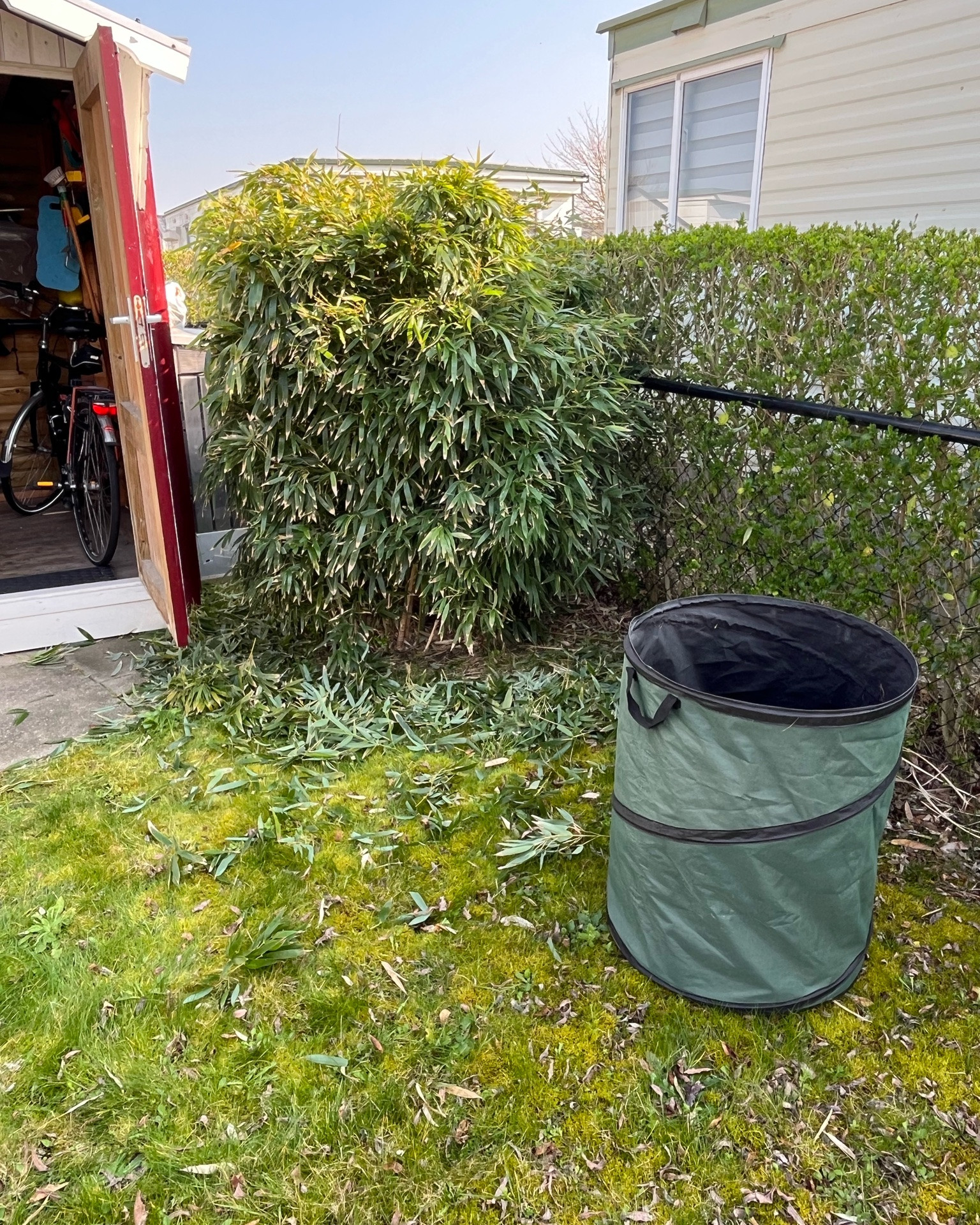Garden renovation progress 🌿

Working on a complete garden makeover, including removing invasive bamboo and creating a prettier, more functional space around our shed.

#LTKcanada #LTKhome #LTKfamily
