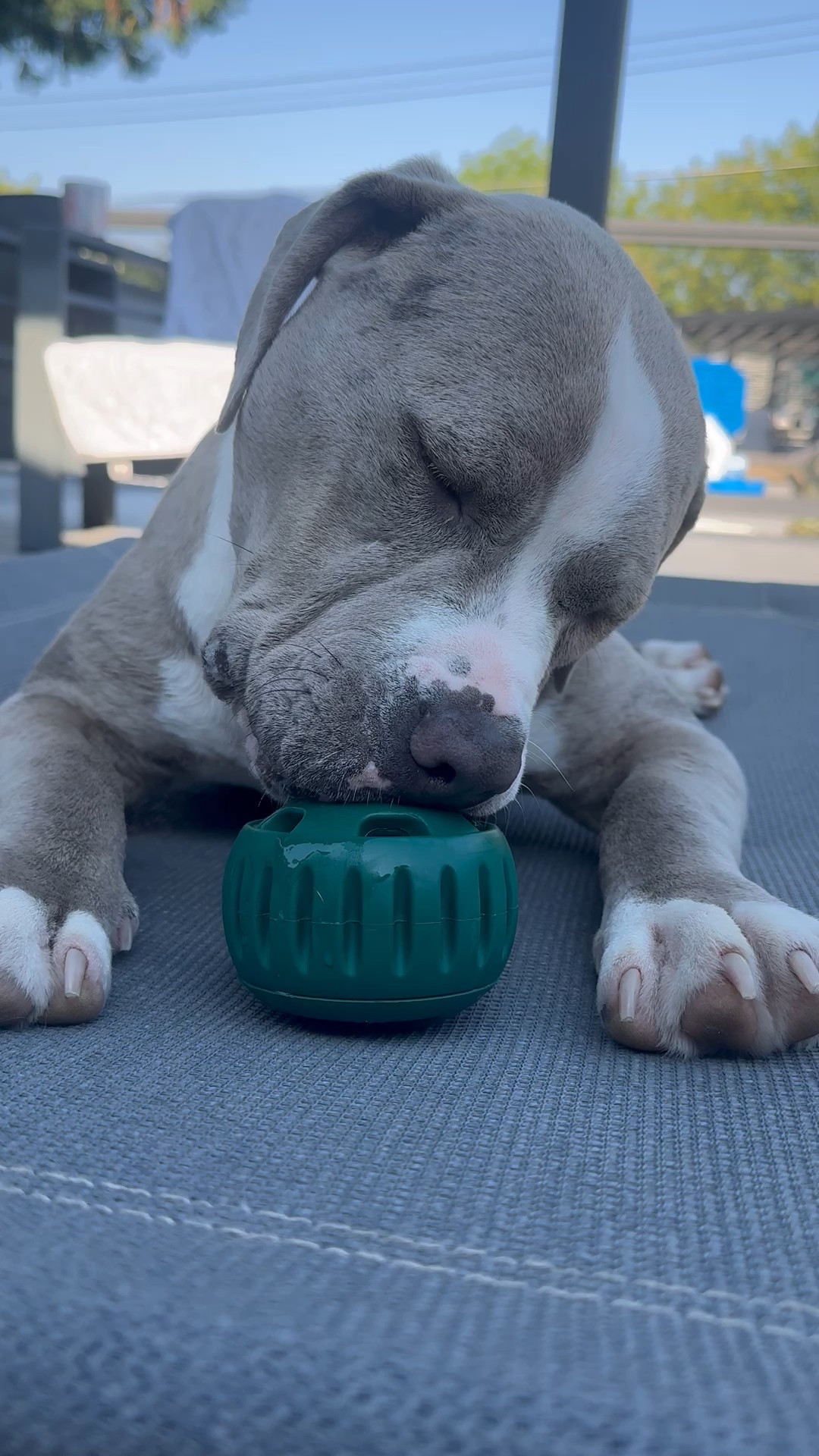 Best doggy enrichment! This kept her busy for about an hour 🐾

#LTKFindsUnder50 #LTKPets #LTKFamily