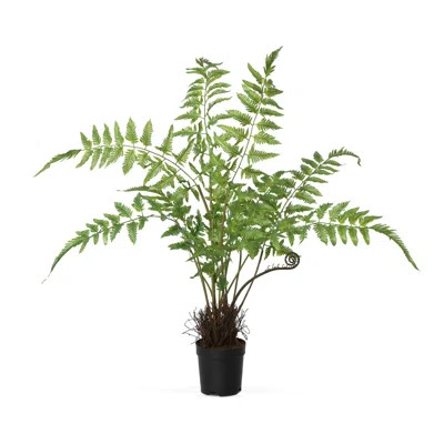 Park Hill Collection Forest Fern Plant in Growers Pot | Wayfair North America