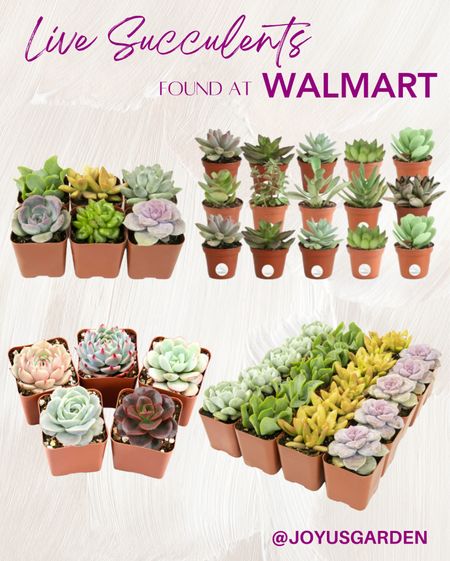 Live succulent plants under $50
Walmart live plants

#plantlover #liveplants


#LTKFind #LTKhome #LTKunder50
