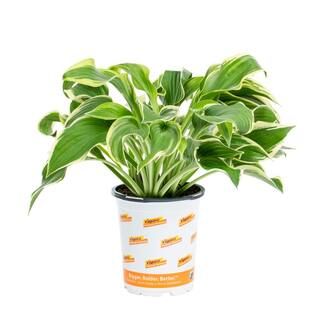 Vigoro 1 Qt. Vigoro Green Variegated Wide Brim Hosta Perennial Plant-68983 - The Home Depot | The Home Depot