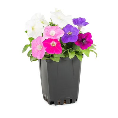 Lowe's  Multicolor Petunia in 1-Pint Pot | Lowe's