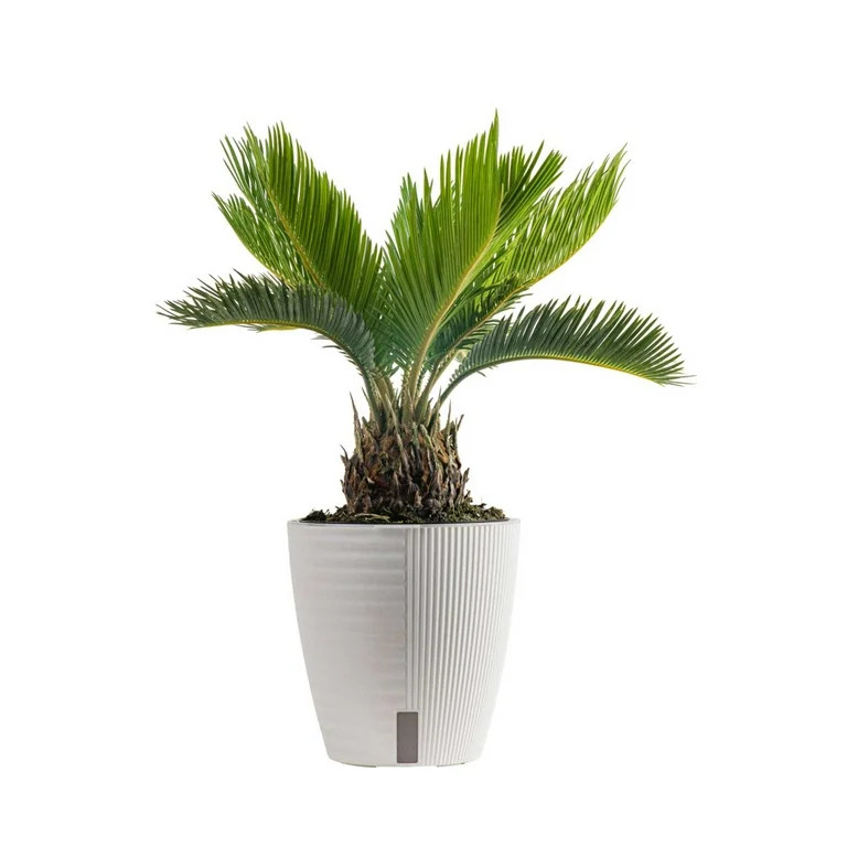 Costa Farms 12" Tall Sago Palm Bright Indirect Sunlight, Indoor Live House Plants, Décor Pot | Walmart (US)