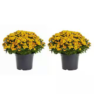 3 Qt. Live Orange Chrysanthemum (Mum) Plant for Fall Garden, Porch or Patio (2-Pack)-18445 - The ... | The Home Depot