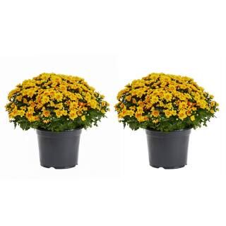 3 Qt. Live Orange Chrysanthemum (Mum) Plant for Fall Garden, Porch or Patio (2-Pack)-18445 - The ... | The Home Depot
