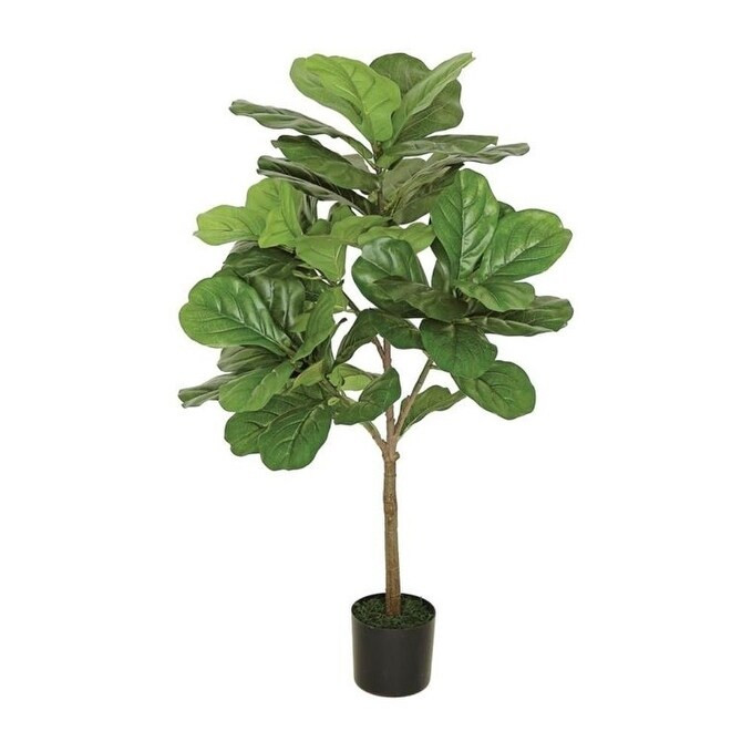 3' Fat Leaf Fig Tree - Green (Green) | Bed Bath & Beyond