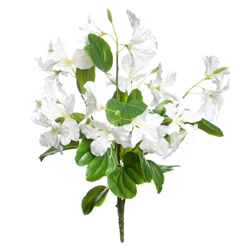 White Bauhinia Bush, 21" | At Home