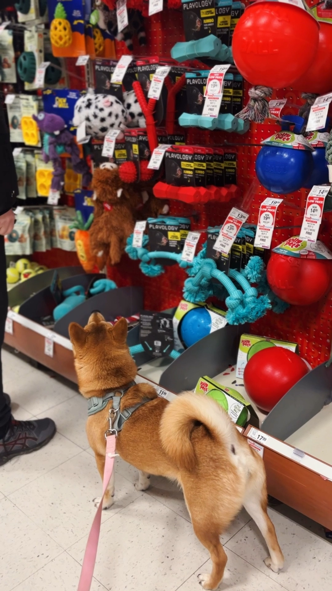 Rory loves Petsmart 🥰 and her new carrot 😂🥕




#LTKValentine #LTKdayinmylife #LTKvlog