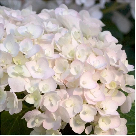 1 Gal - Blushing Bride - Endless Summer Hydrangea - White Blooms Fade to Pink or Blue | Walmart (US)